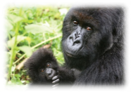 Гірські горили - Рідкісні тварини світу